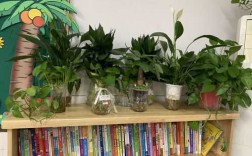 什么植物适合放在教室（适合放在教室的植物）