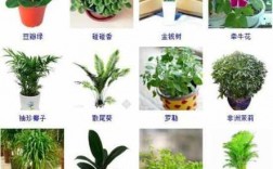 教室植物花的名字（教室植物花的名字怎么取）