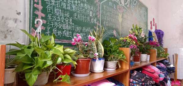 植物美化教室作用（植物美学教室）-图2