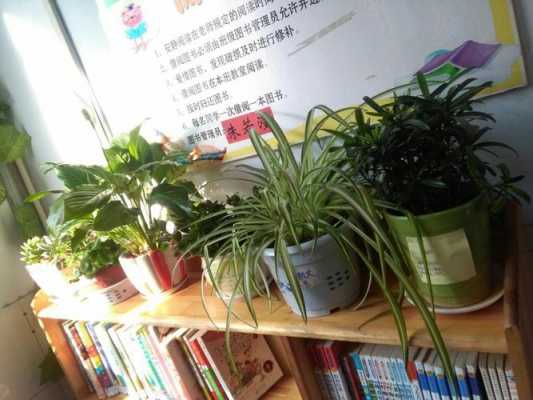 教室适合什么树（适合教室种植的植物）-图2