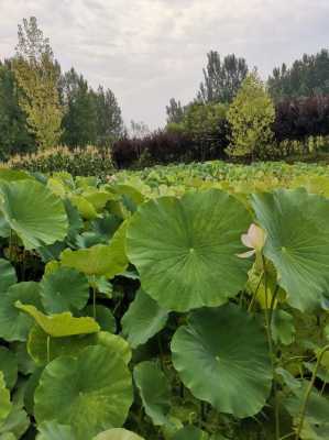 幼儿园教室夏天图片（幼儿园夏天图片景色）-图1