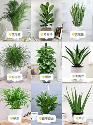 适合在教室内养的植物（教室内养什么植物最好）-图2