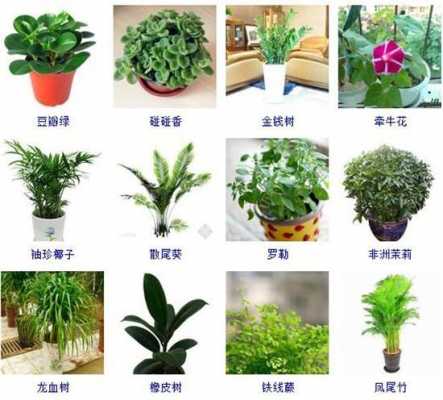 教室植物花的名字（教室植物花的名字怎么取）-图1