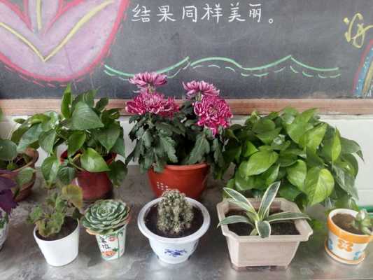 教室植物花的名字（教室植物花的名字怎么取）-图2